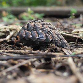 Eugy 110 Pangolin Cardboard Kit