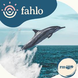 Fahlo Dolphin Tracking Bracelet [Bead Colour: White Howlite]