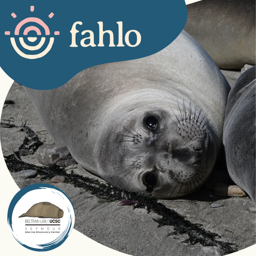 Fahlo Seal Tracking Bracelet